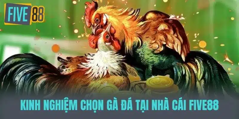 Khám Phá Thế Giới Đá Gà Cựa Sắt - Truyền Thống Và Đam Mê Kinh nghiệm chọn gà đá tại nhà cái FIVE88