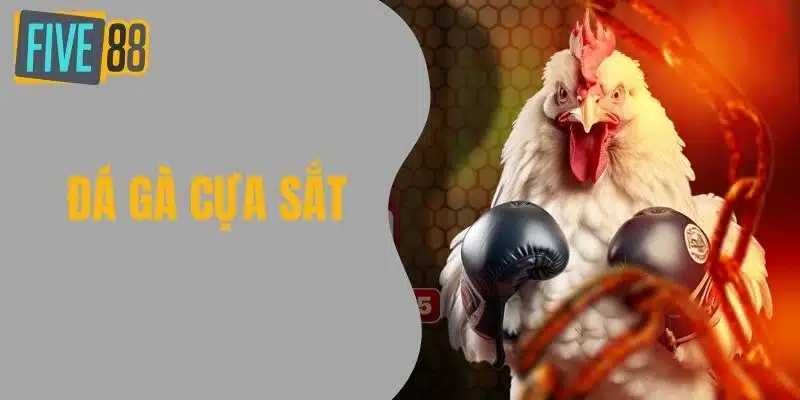 Khám Phá Thế Giới Đá Gà Cựa Sắt - Truyền Thống Và Đam Mê Khám Phá Thế Giới Đá Gà Cựa Sắt - Truyền Thống Và Đam Mê