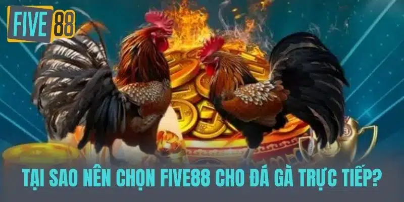 Đá Gà Trực Tiếp - Trải Nghiệm Hồi Hộp Từ Sân Đấu Đến Màn Hình Tại sao nên chọn FIVE88 cho đá gà trực tiếp?