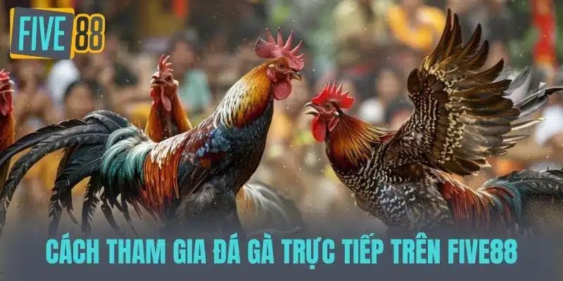 Đá Gà Trực Tiếp - Trải Nghiệm Hồi Hộp Từ Sân Đấu Đến Màn Hình Cách tham gia đá gà trực tiếp trên FIVE88